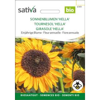 Sonnenblume Hella - Helianthus annuus  - BIOSAMEN