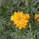 Tagetes, Studentenblume Shades Of Gold Mix - Tagetes erecta - BIOSAMEN