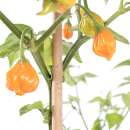 Chili Brazilian Starfish Yellow - Capsicum baccatum - Samen