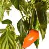 Chili Piquillo Naranja - Capsicum annuum - Samen