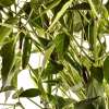 Chili Serrano - Capsicum annuum - Samen