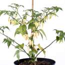 Chili Coyote Zan White - Capsicum chinense - Samen