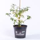 Chili Coyote Zan White - Capsicum chinense - Samen