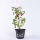 Chili Mini Bonnet - Capsicum baccatum - Samen