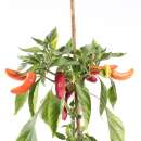 Chili Banana Supreme - Capsicum annuum - Samen