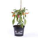 Chili Banana Supreme - Capsicum annuum - Samen