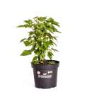 Chili Fatalii Green - Capsicum chinense - Samen