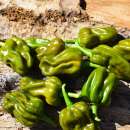 Chili Fatalii Green - Capsicum chinense - Samen