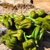 Chili Fatalii Green - Capsicum chinense - Samen