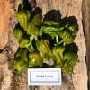 Chili Fatalii Green - Capsicum chinense - Samen