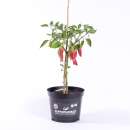 Chili Chinese Wall - Capsicum annuum - Samen