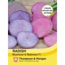 Rettich Bluemoon and Redmoon Mix F1 - Raphanus sativus -...