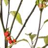 Chili Cereja da Amapa - Capsicum chinense - Samen