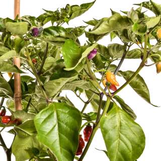 Chili Condors Beak - Capsicum chinense - Samen