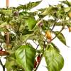 Chili Condors Beak - Capsicum chinense - Samen