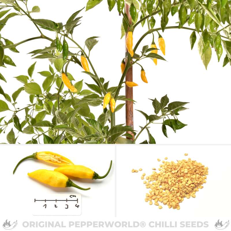 Chili Citron - Capsicum chinense - Samen