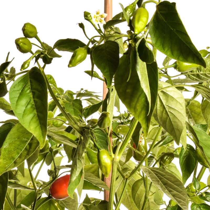Chili Peppadew - Capsicum baccatum - Samen