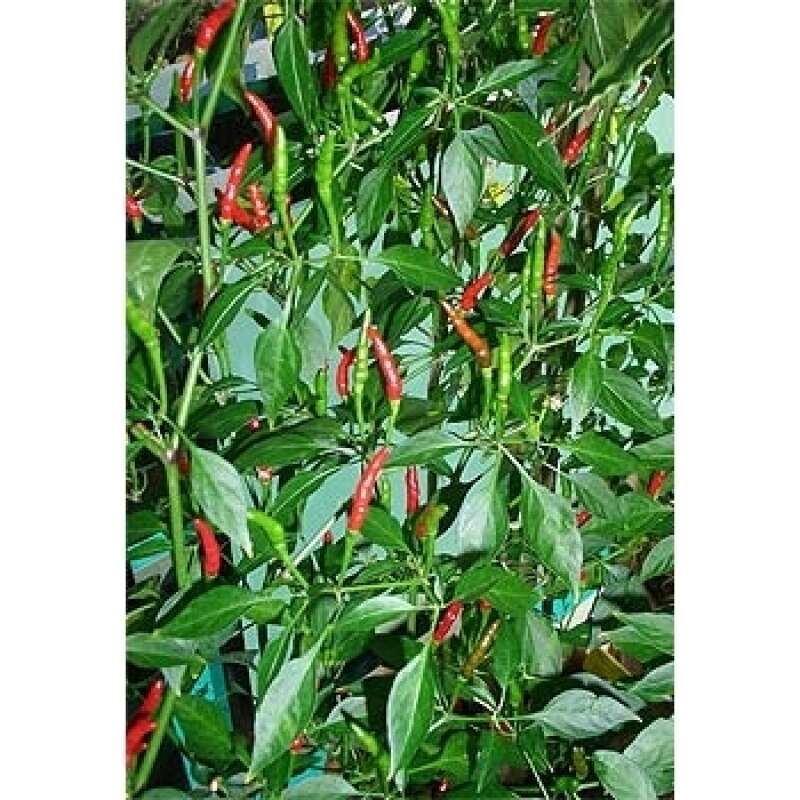 Chili Pellegrino - Capsicum annuum - Samen