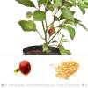Chili Ballito - Capsicum frutescens - Samen