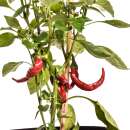 Chili Cornaletto da Appendere - Capsicum annuum - Samen