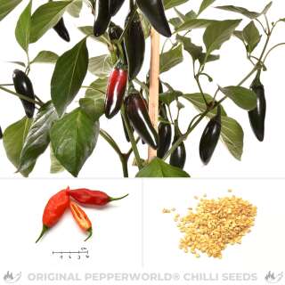 Chili Jalapeno Suribachi - Capsicum annuum - Samen