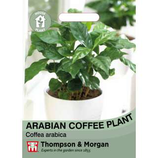 Kaffeestrauch Arabian - Coffea arabica - Samen
