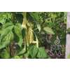 Stangenbohne Golden Gate - Phaseolus vulgaris L. - Biologische Samen