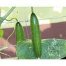 Gurke Snackgurke La Diva - Cucumis sativus L. - BIOSAMEN