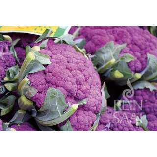 Blumenkohl Di Sicilia violetto - Brassica oleracea var....