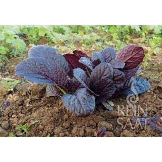 Asiasalat Garnet Giant - Brassica juncea - BIOSAMEN