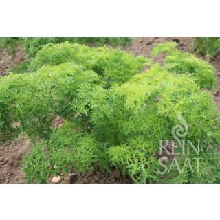 Asiasalat Golden Frills - Brassica juncea - BIOSAMEN