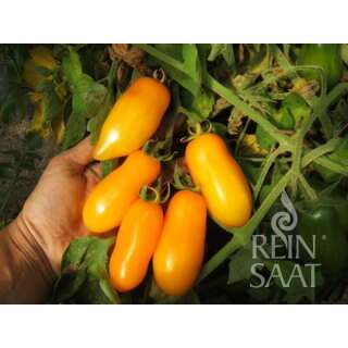 Tomate Banana Legs - Solanum Lycopersicum L. - BIOSAMEN