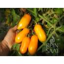 Tomate Banana Legs - Solanum Lycopersicum L. - BIOSAMEN