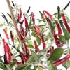Chili Acrata - Capsicum annuum - Samen