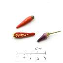 Chili Sangria - Capsicum annuum - Samen