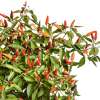 Chili Sangria - Capsicum annuum - Samen