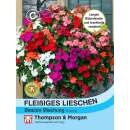 Fleissiges Lieschen Beacon Mixed F1 - Impatiens walleriana - Samen