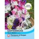 Wicke, Gartenwicke Top to Bottom - Lathyrus odoratus - Samen