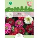 Zinnie Zahara Double Berries Mix - Zinnia marylandica -...