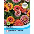 Zinnie Funfair Mix - Zinnia elegans - Samen