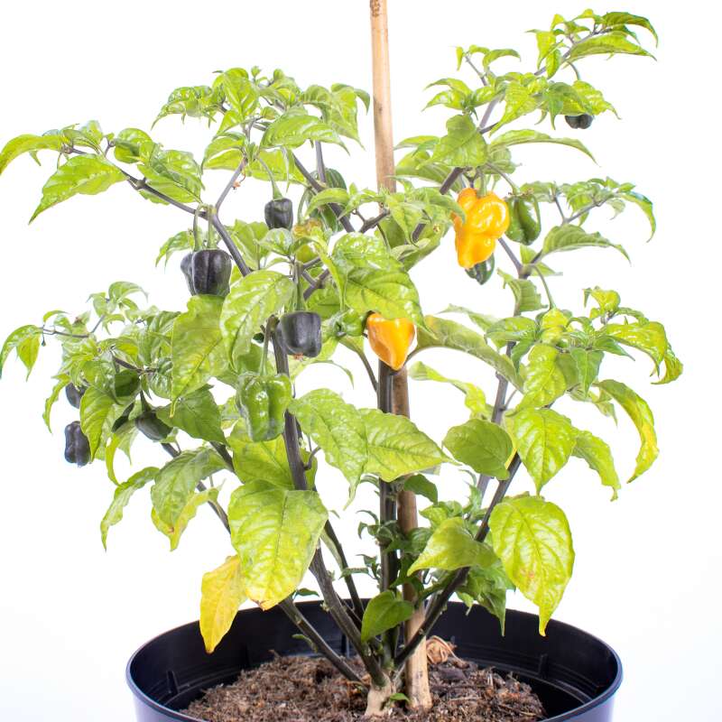 Chili Fogon - Capsicum chinense - Samen