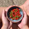 Chili Birds Eye Baby - Capsicum annuum - Samen