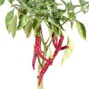 Chili Dolce di Bergamo - Capsicum annuum - Samen