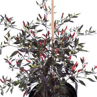 Chili Zimbabwe Black - Capsicum annuum - Samen