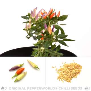 Chili NuMex Easter - Capsicum annuum - Samen