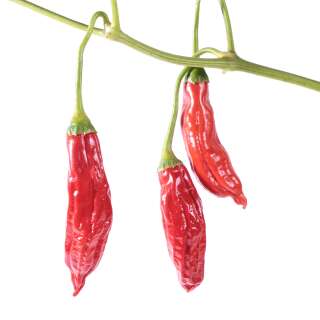 Chili Aji Blando - Capsicum baccatum - Samen