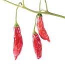 Chili Aji Blando - Capsicum baccatum - Samen