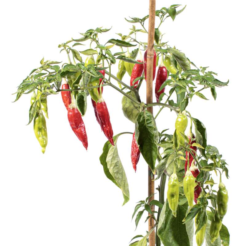 Chili Aji Camba - Capsicum baccatum - Samen