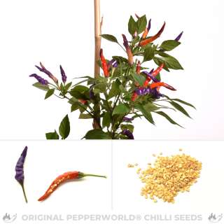 Chili NuMex April Fools Day - Capsicum annuum - Samen