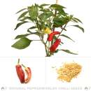 Chili Hot Banana - Capsicum annuum - Samen